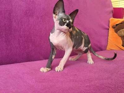 SPHYNX bez PP