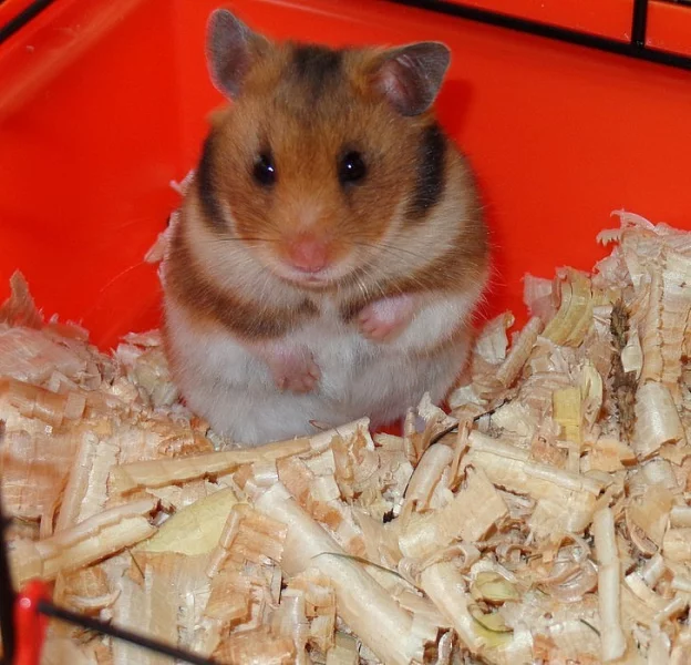 Prodám křeček zlatý syrský