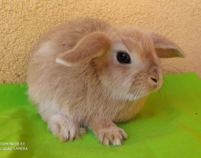 Zakrslý beránek minilop