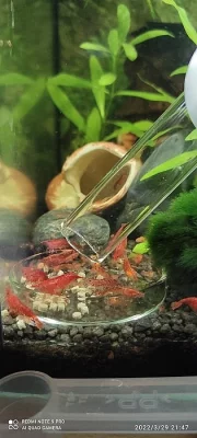 Krevetky Neocaridina Red cherry