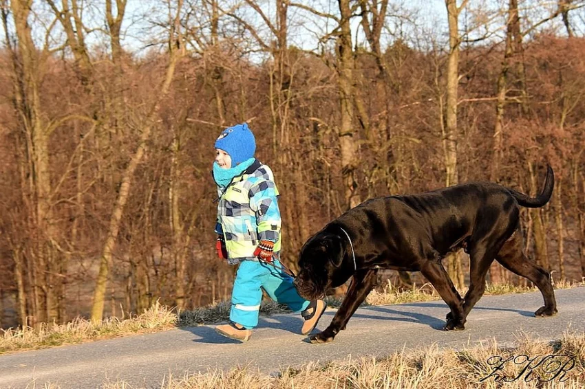 Štěňátka Cane Corso s PP