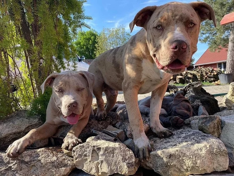Prodám štěňata American Bully XL