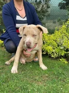 Prodám štěňata American Bully XL