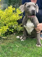 Prodám štěňata American Bully XL