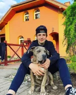 Prodám štěňata American Bully XL