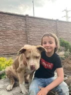 Prodám štěňata American Bully XL