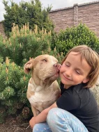 Prodám štěňata American Bully XL