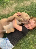 Prodám štěňata American Bully XL