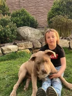 Prodám štěňata American Bully XL