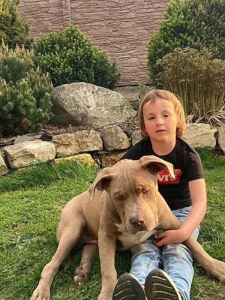 Prodám štěňata American Bully XL