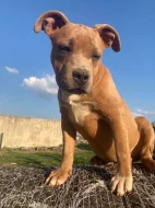 Prodám štěňata American Bully pocket