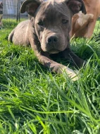 Prodám štěňata American Bully pocket