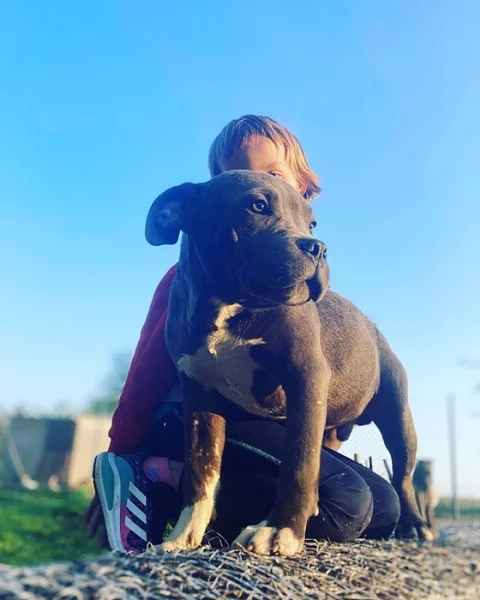 Prodám štěňata American Bully pocket
