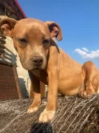 Prodám štěňata American Bully pocket