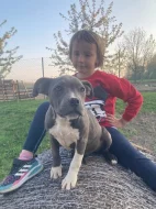Prodám štěňata American Bully pocket