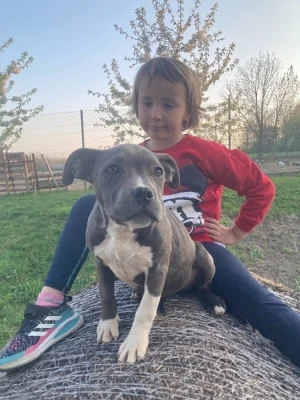 Prodám štěňata American Bully pocket