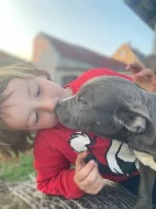 Prodám štěňata American Bully pocket