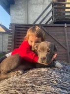 Prodám štěňata American Bully pocket