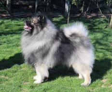Německý vlčí špic Keeshond štěňata s PP
