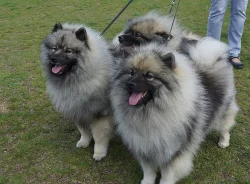 Německý vlčí špic Keeshond štěňata s PP