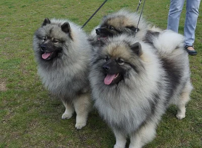 Německý vlčí špic Keeshond štěňata s PP