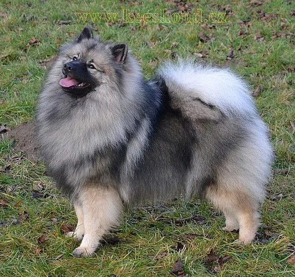 Německý vlčí špic Keeshond štěňata s PP