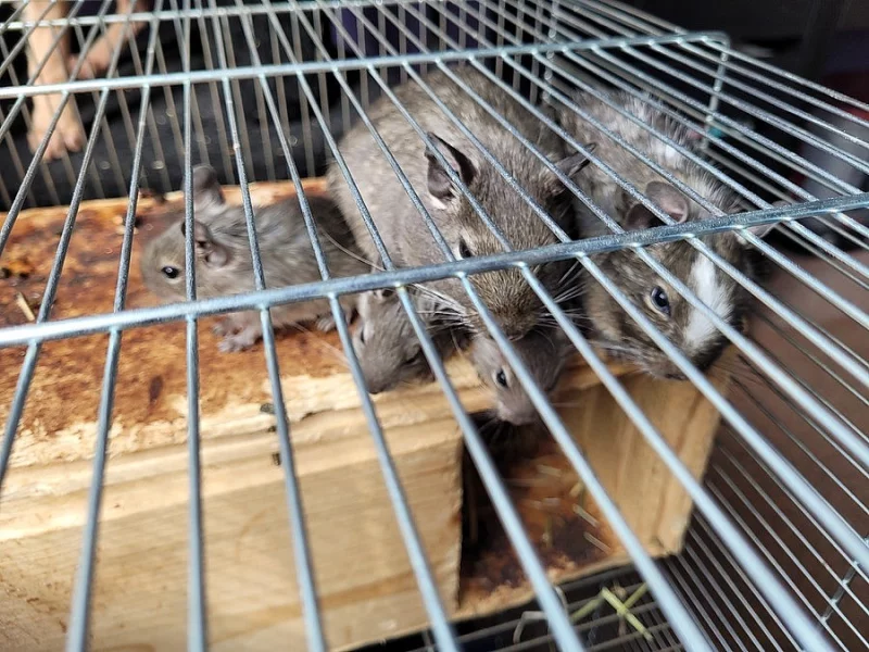 Osmak Degu
