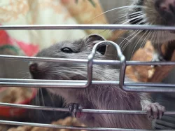Osmak Degu