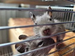 Osmak Degu