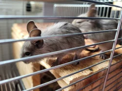 Osmak Degu
