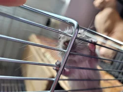 Osmak Degu