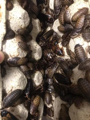 Šváb argentinský - blaptica dubia