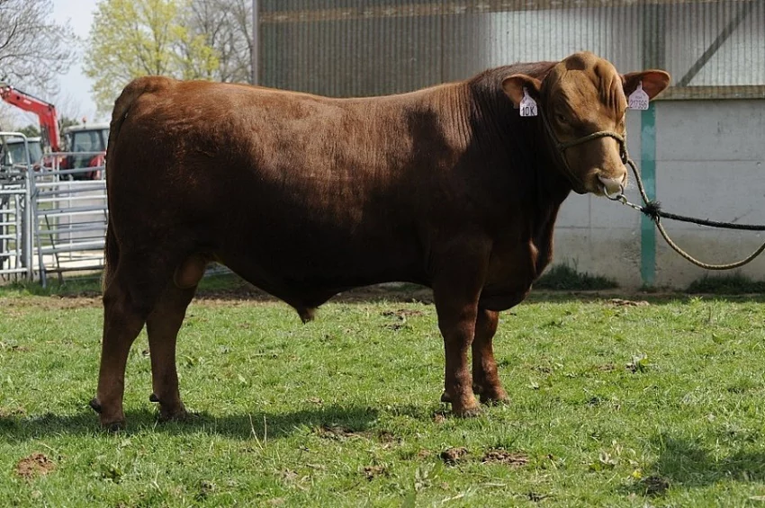 Plemenní býci Aberdeen Angus