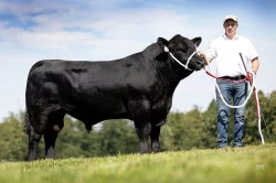 Plemenní býci Aberdeen Angus