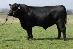 Plemenní býci Aberdeen Angus