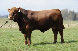 Plemenní býci Aberdeen Angus