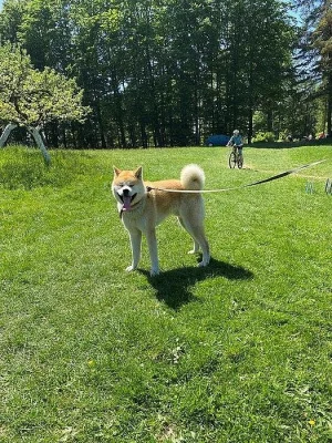 Prodám Akita Inu s PP