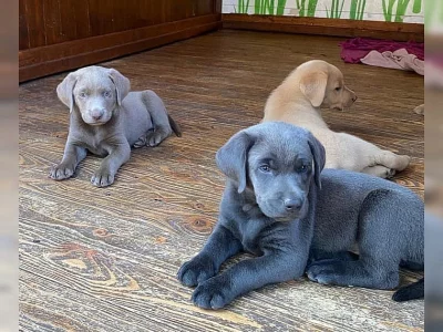 Prodej štěňat labradorského retrívra v Českých Budějovicích.