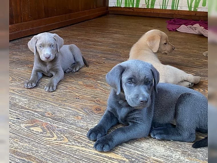 Prodej štěňat labradorského retrívra v Českých Budějovicích.