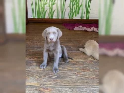 Prodej štěňat labradorského retrívra v Českých Budějovicích.