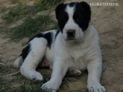 Středoasijský pastevecký pes - SAO s PP