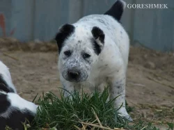Středoasijský pastevecký pes - SAO s PP