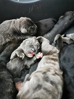 Cane corso
