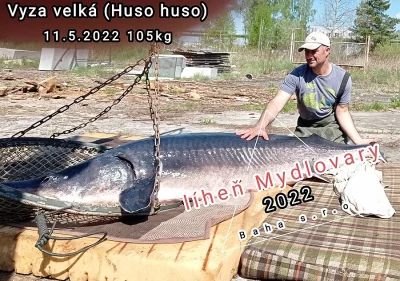 Vyza velká