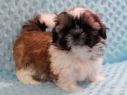 Shih-tzu, ši-tzu štěňátka s PP