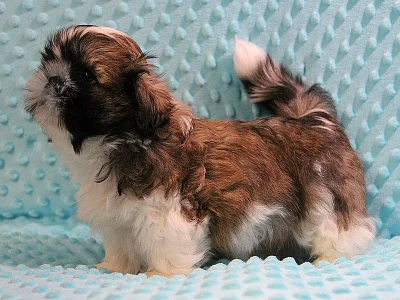 Shih-tzu, ši-tzu štěňátka s PP