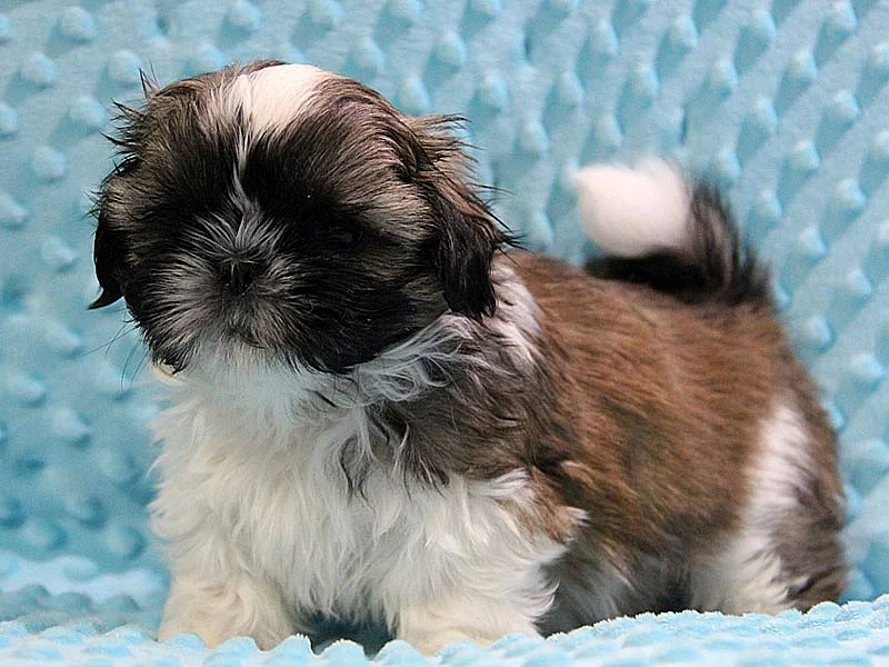 Shih-tzu, ši-tzu štěňátka s PP