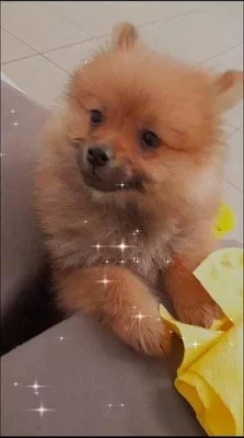 Pomeranian