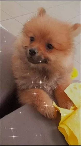 Pomeranian
