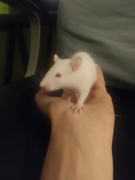 Potkani laboratorní - bílý